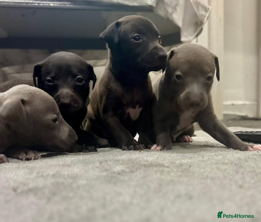 Italian Greyhound dogs for sale: Itlaian greyhound puppy's for sale - Image 2