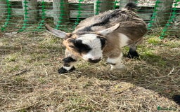 Goats livestock for sale: 2 Pygmy Goat Whethers, so friendly! - Image 3