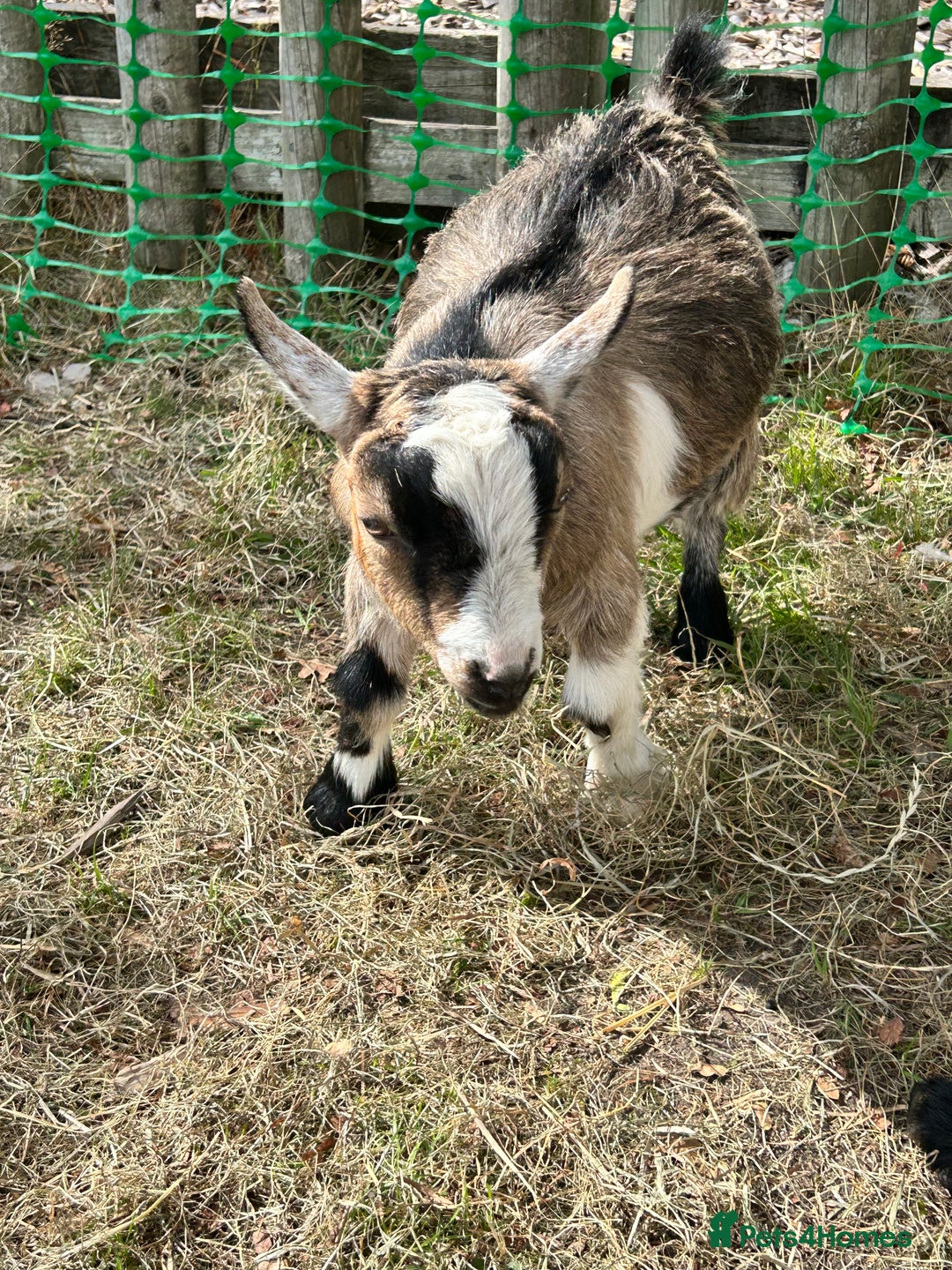 Goats livestock for sale: 2 Pygmy Goat Whethers, so friendly! - Image 3
