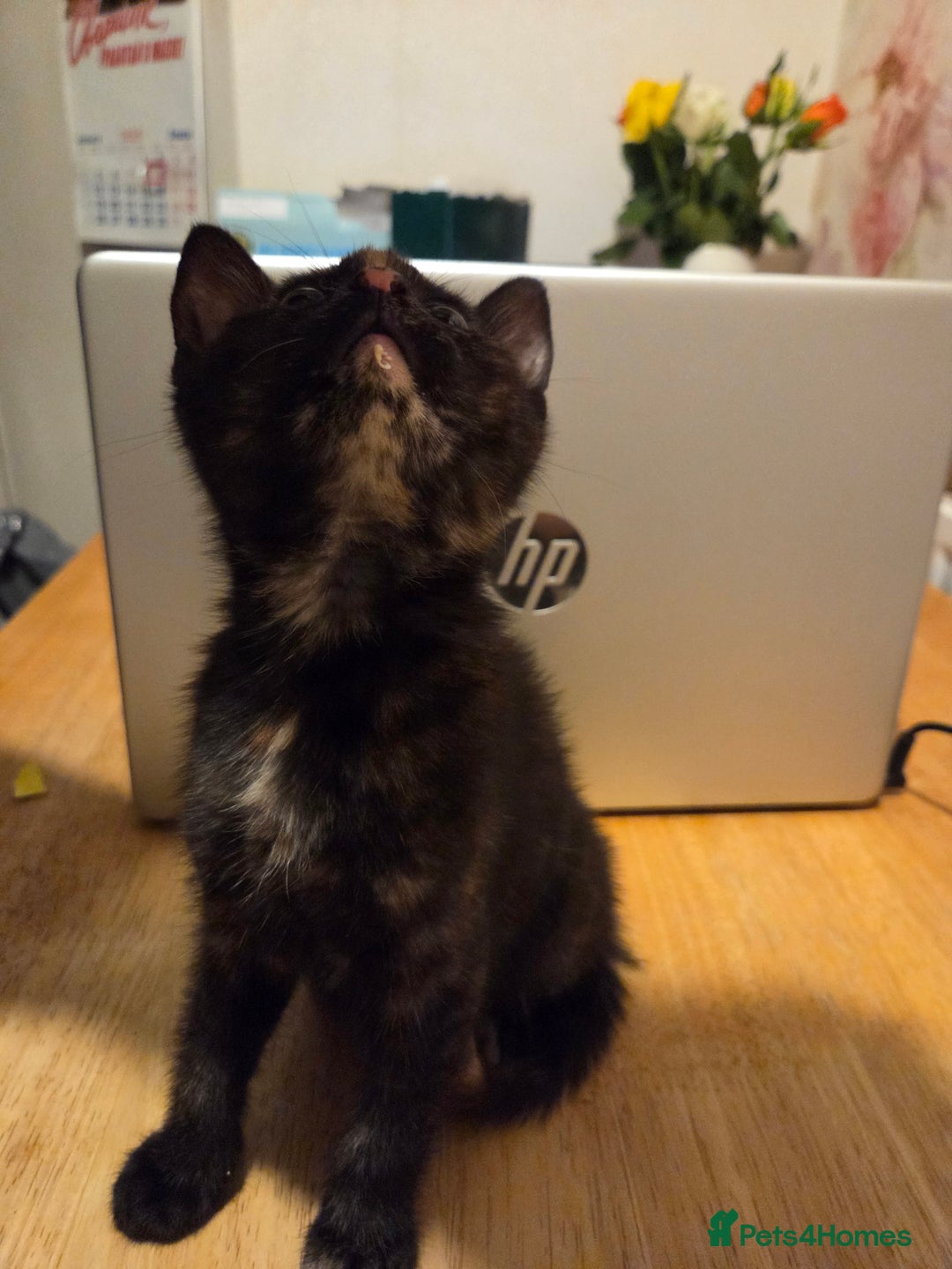 Mixed Breed cats for sale:  female kitten - Advert 4