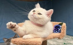 British Shorthair cats for sale: Stunning BSH golden/silver Kittens TICA - Image 12