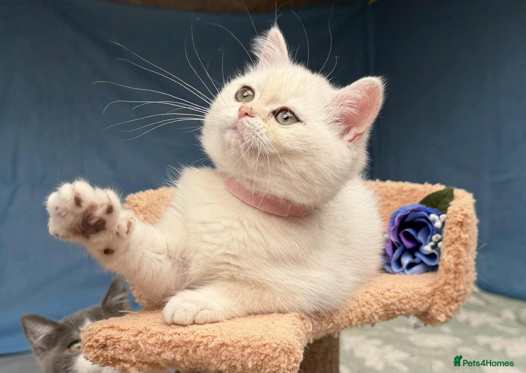 British Shorthair cats for sale: Stunning BSH golden/silver Kittens TICA - Image 12