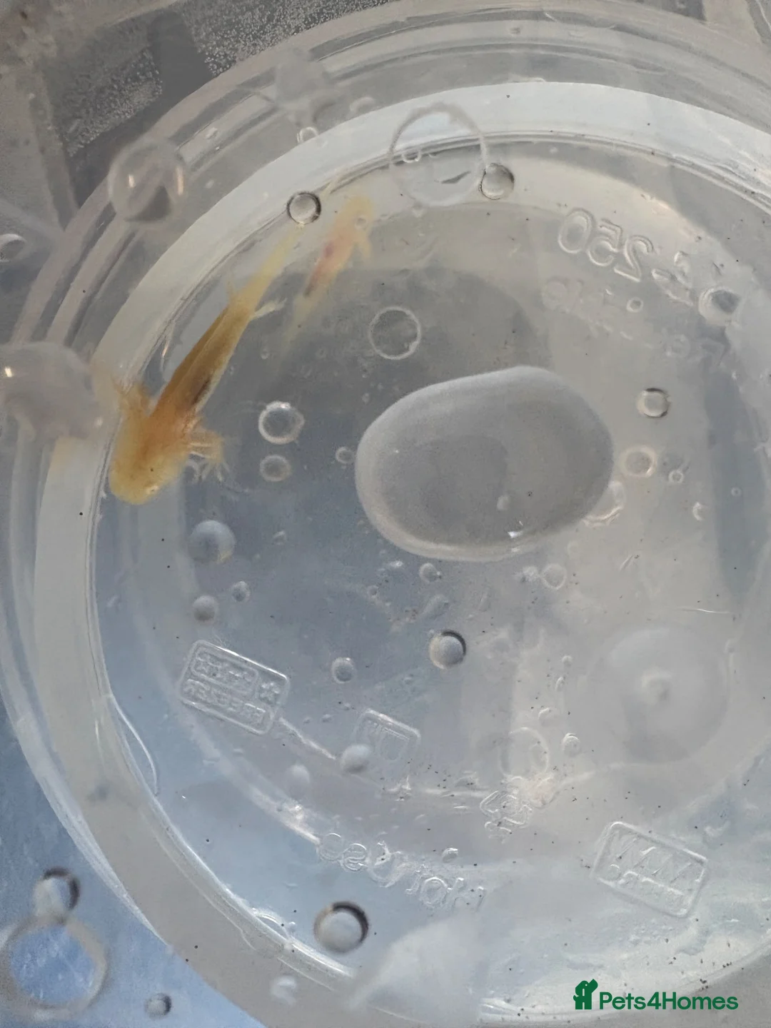 Axolotl reptiles for sale: Baby axolotls  - Advert 2