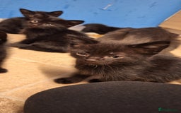 Mixed Breed cats for sale: 🐾 5 Gorgeous Kittens Ready for New Homes 🐾 - Image 12