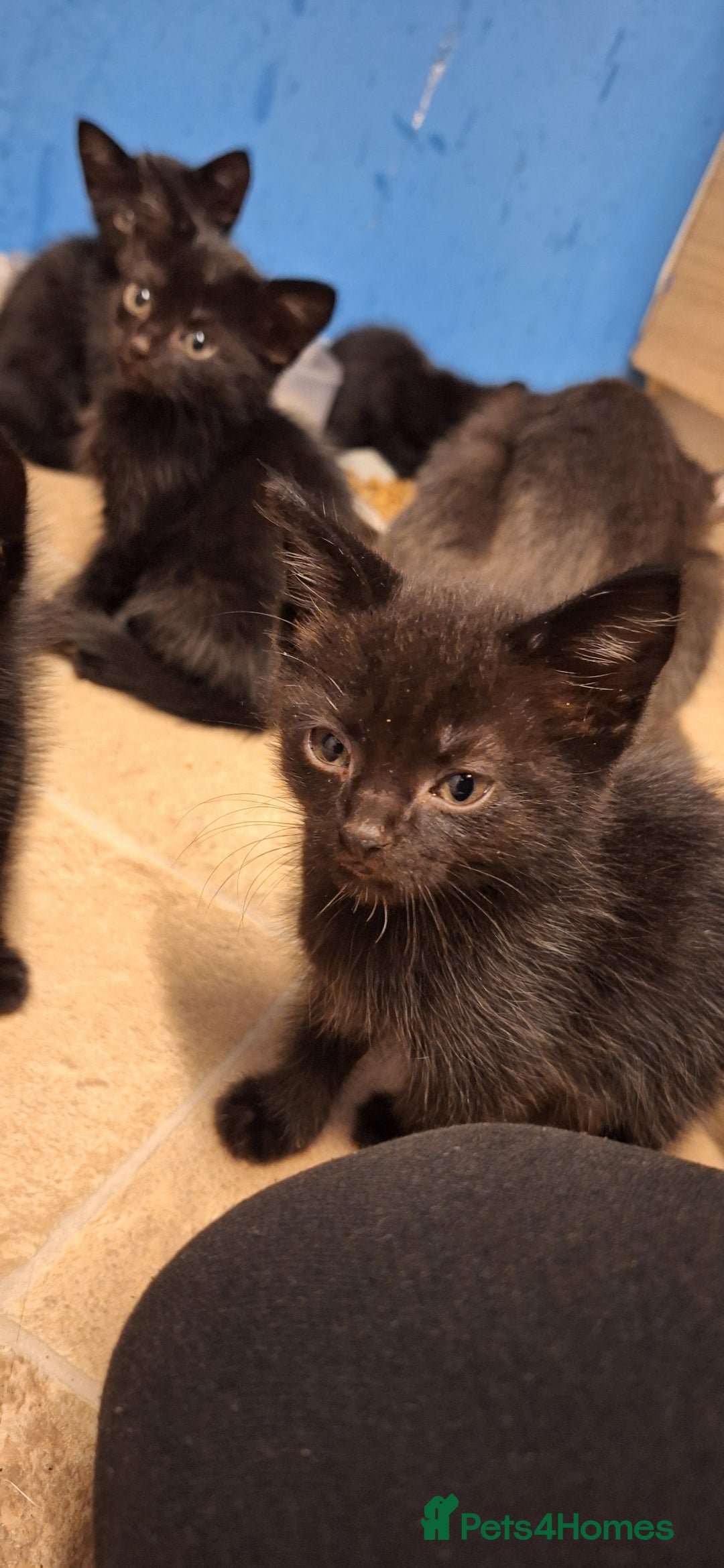 Mixed Breed cats for sale: 🐾 5 Gorgeous Kittens Ready for New Homes 🐾 - Image 12