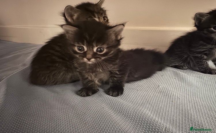 Mixed Breed cats - Advert 14