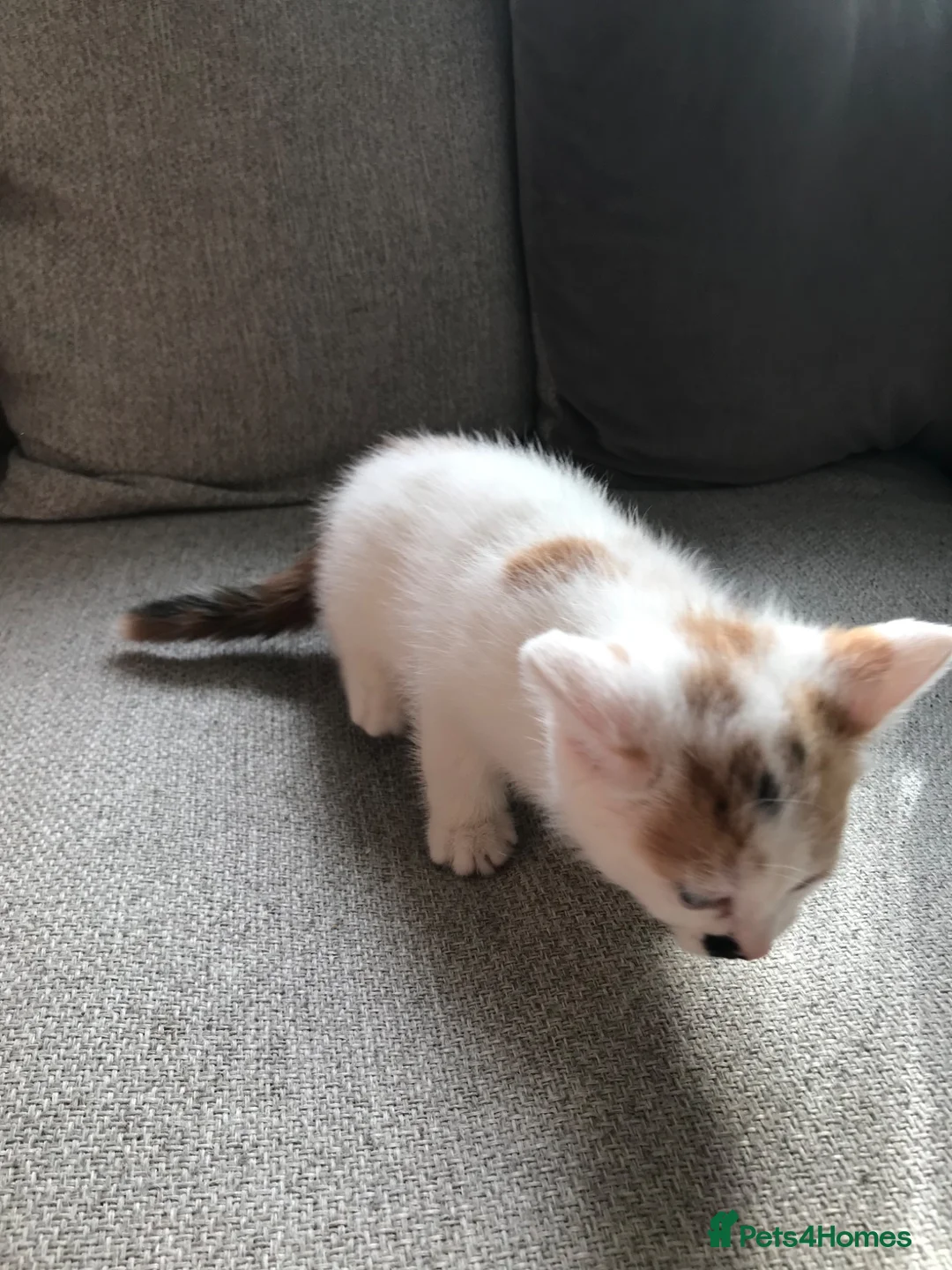 Mixed Breed cats for sale: Kittens  - Advert 11