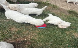 Maltese dogs for sale: I need a new home! - Image 3