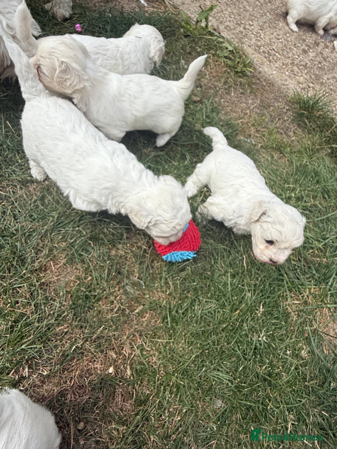 Maltese dogs for sale: I need a new home! - Image 3