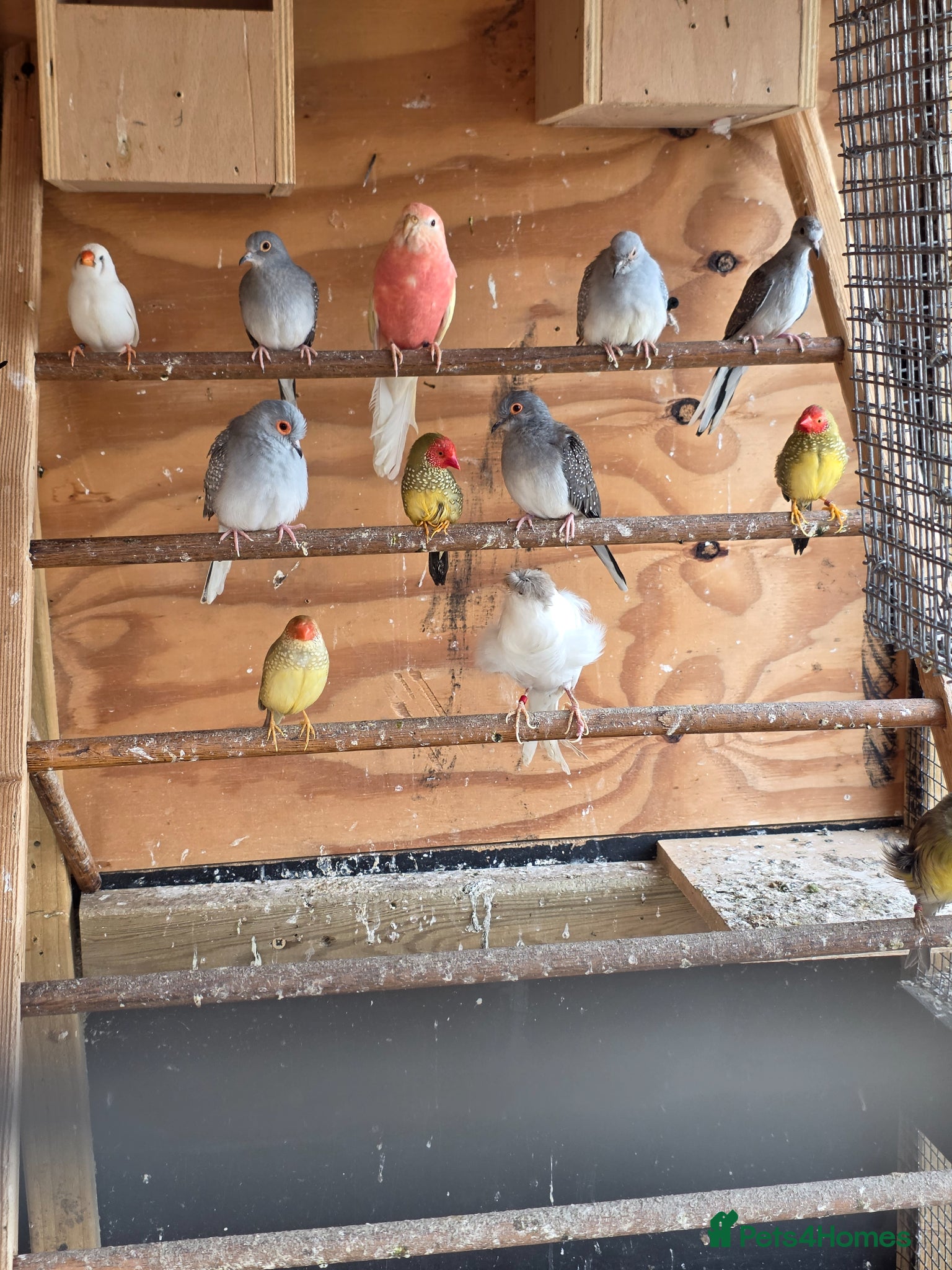 Doves birds Diamond dove - Advert 18