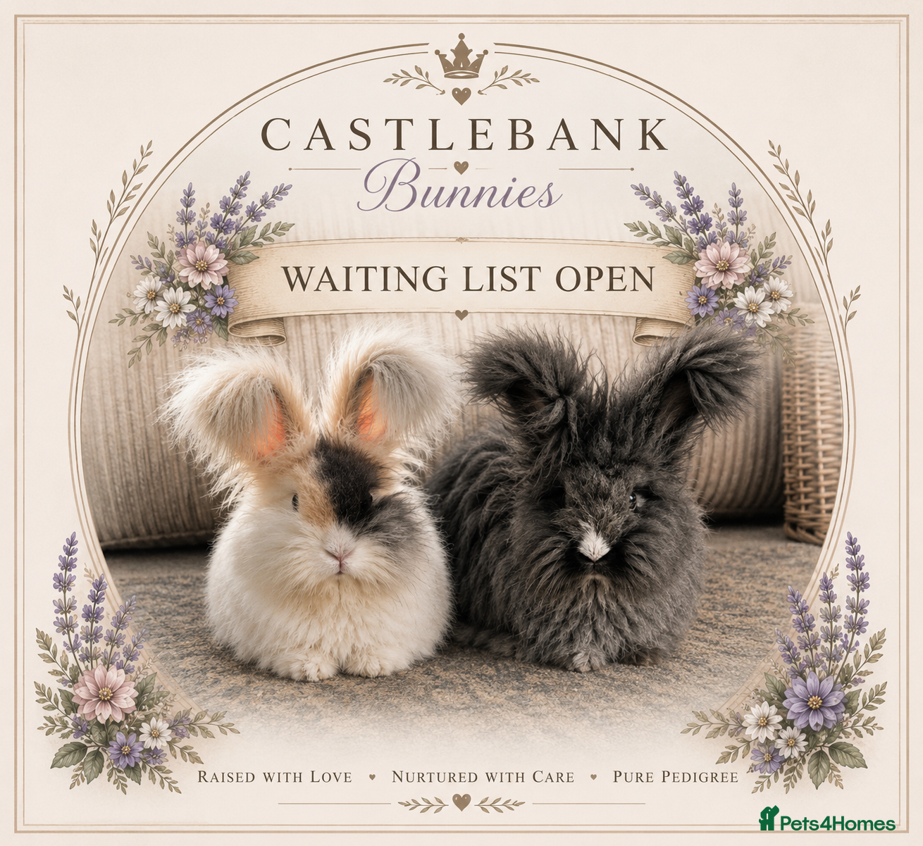 Angora rabbits English Angora Babies - Advert 7