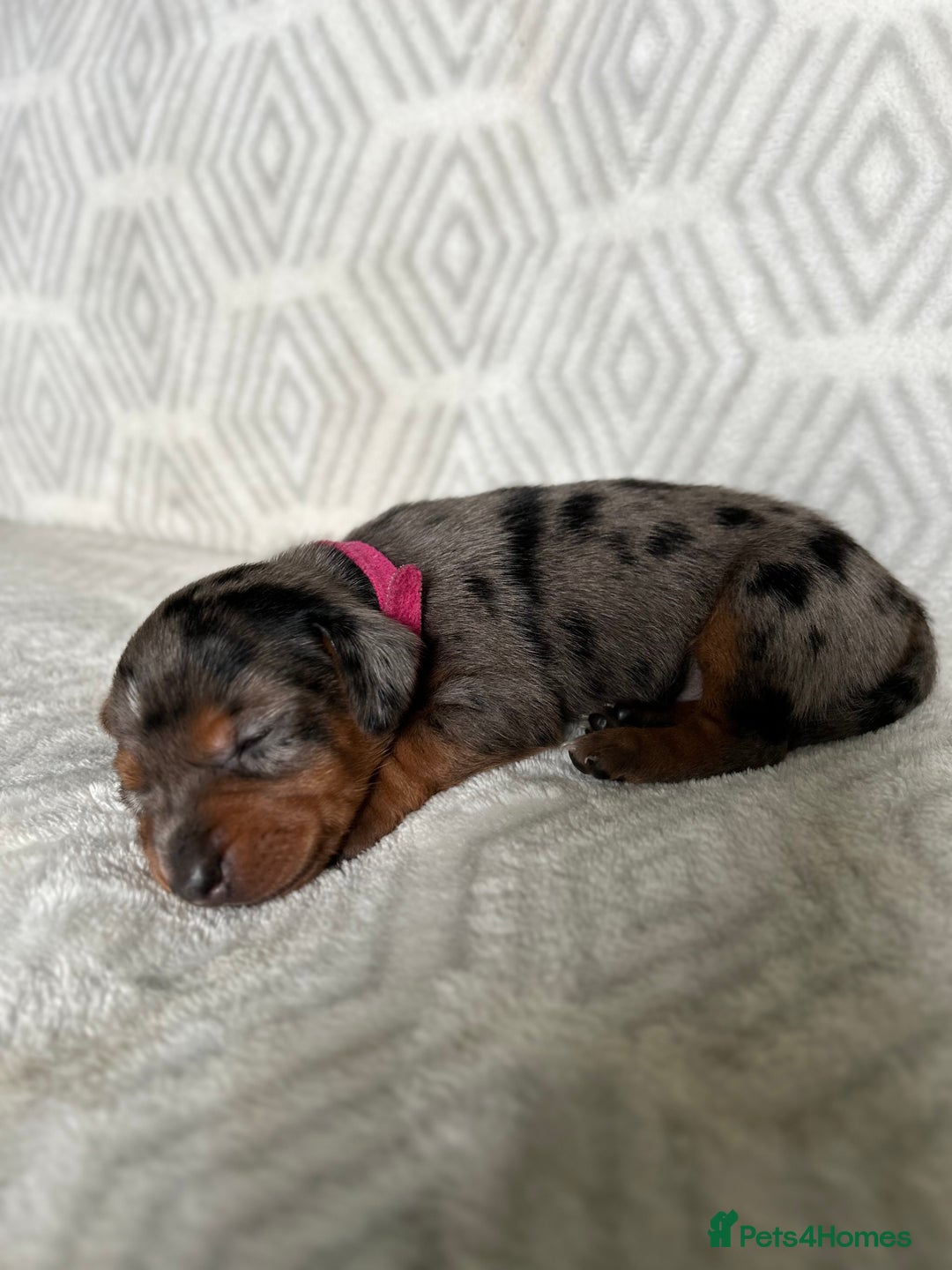 Mixed Breed dogs for sale: Jack weenier’s   - Advert 13