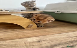 British Shorthair cats for sale: GCCF BSH fluffy kittens - Image 17