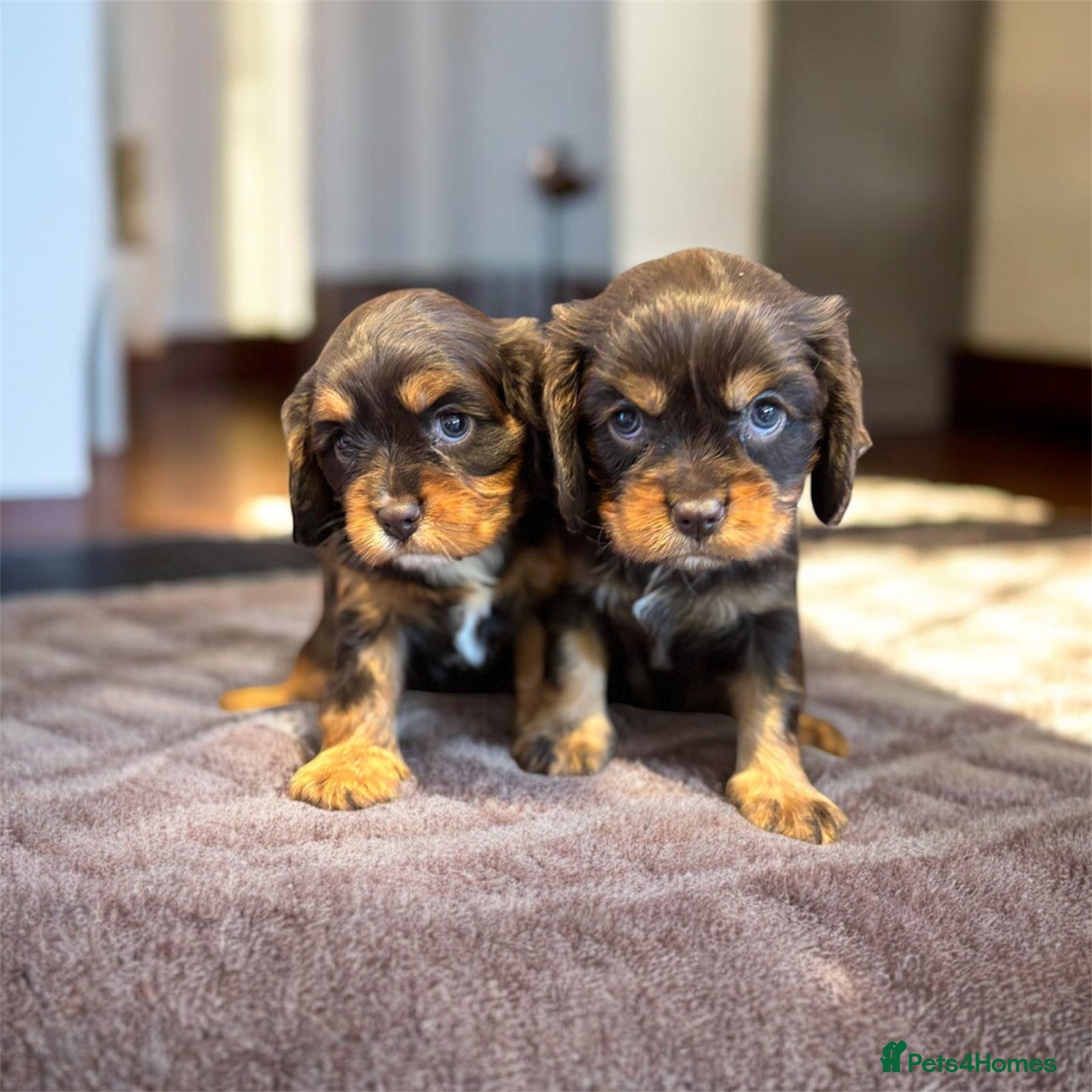 Cavalier King Charles Spaniel dogs 🌟 Chocolate & Tan Cavalier King Charles🌟  - Advert 6