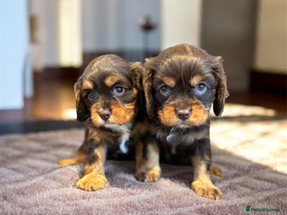 Cavalier King Charles Spaniel dogs 🌟 Chocolate & Tan Cavalier King Charles🌟 - Advert 2