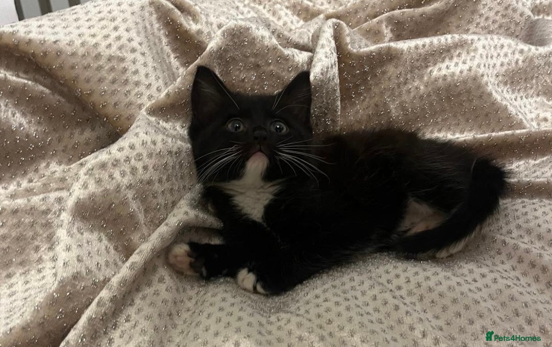 Mixed Breed cats for sale: Cute male kitten - Advert 7