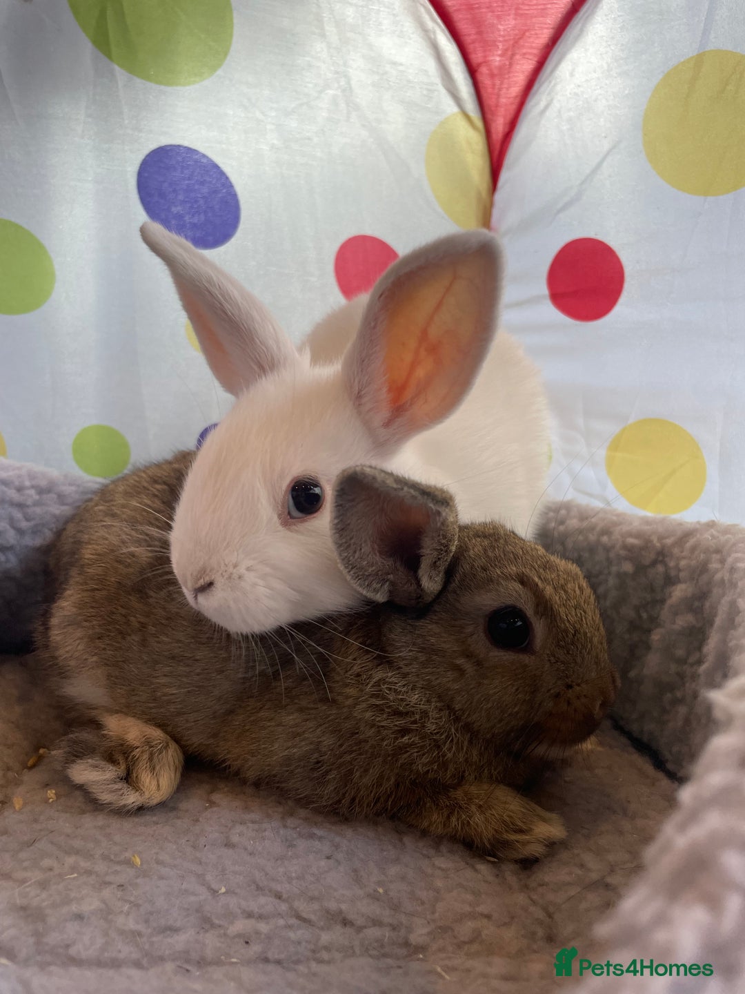 French Lop rabbits for sale: French lop mixed baby rabbits ready to go - Image 26