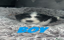 Shih Tzu dogs for sale: Shih Tzu Puppies - Image 15