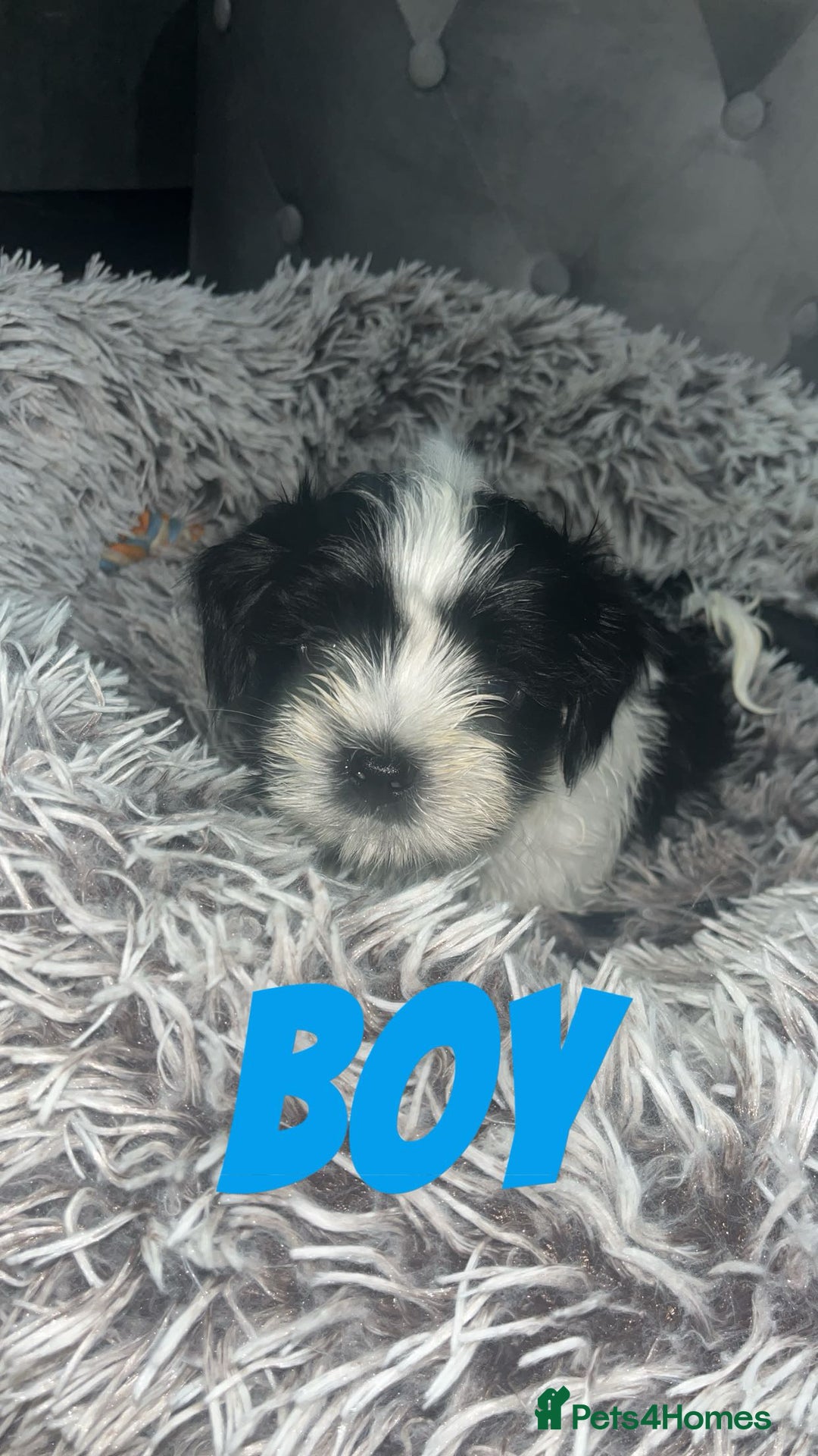 Shih Tzu dogs for sale: Shih Tzu Puppies - Image 15