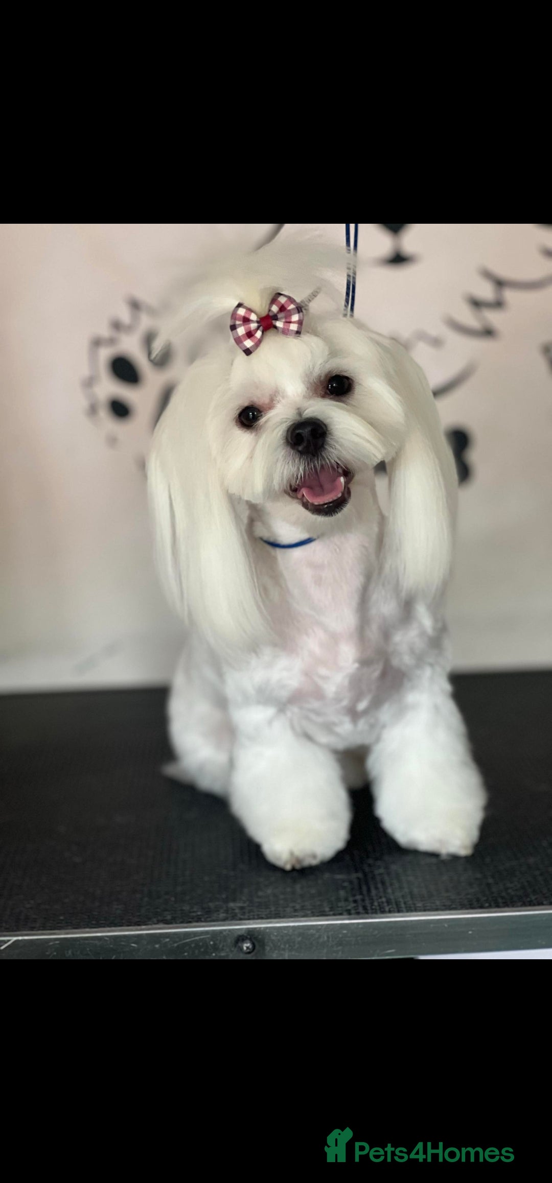Maltese dogs for sale: 🐶🤍 Beautiful Maltese Girl Puppies 🤍🐶 - Advert 2