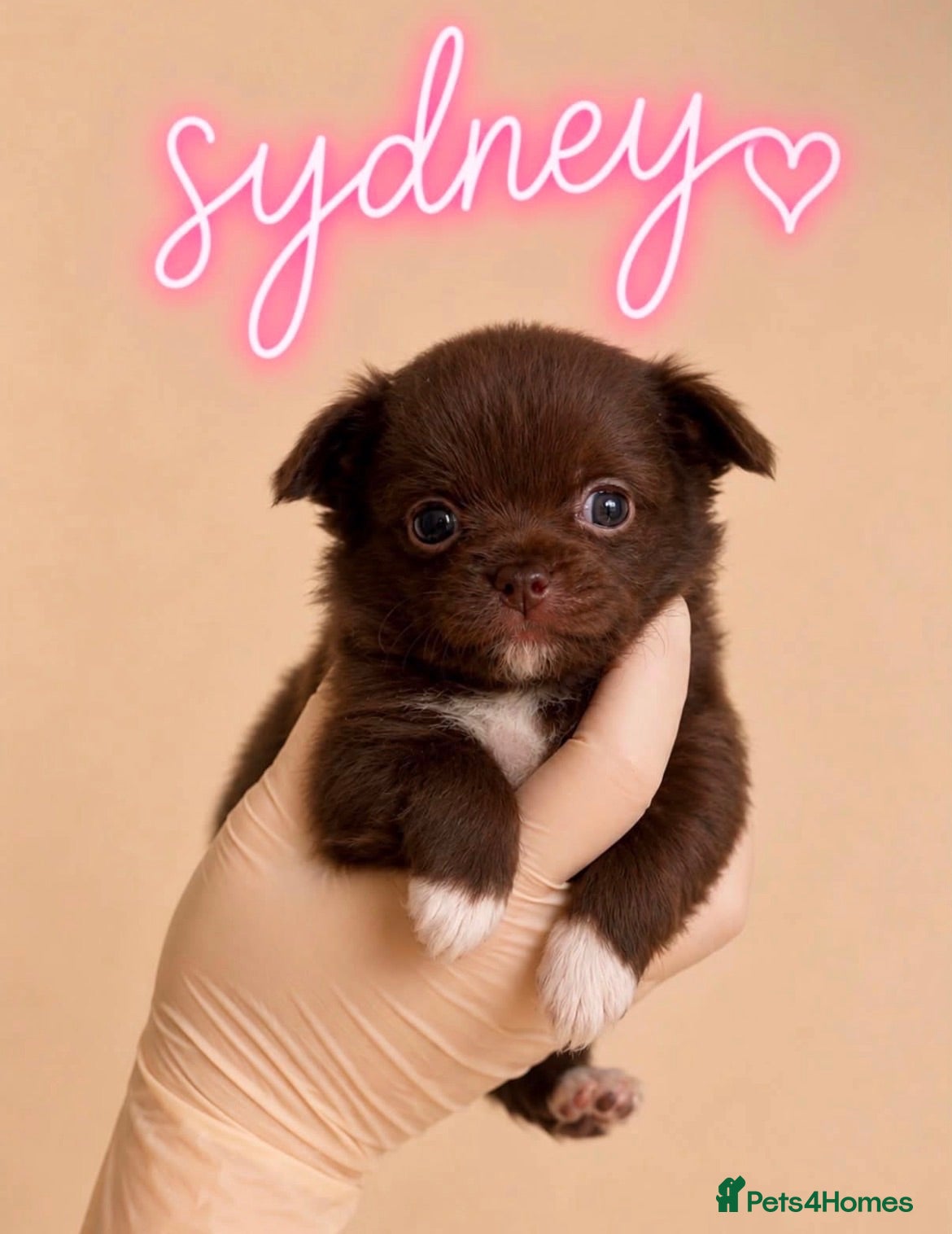 Chihuahua dogs Outstanding Russian line chihuahuas  - Advert 9
