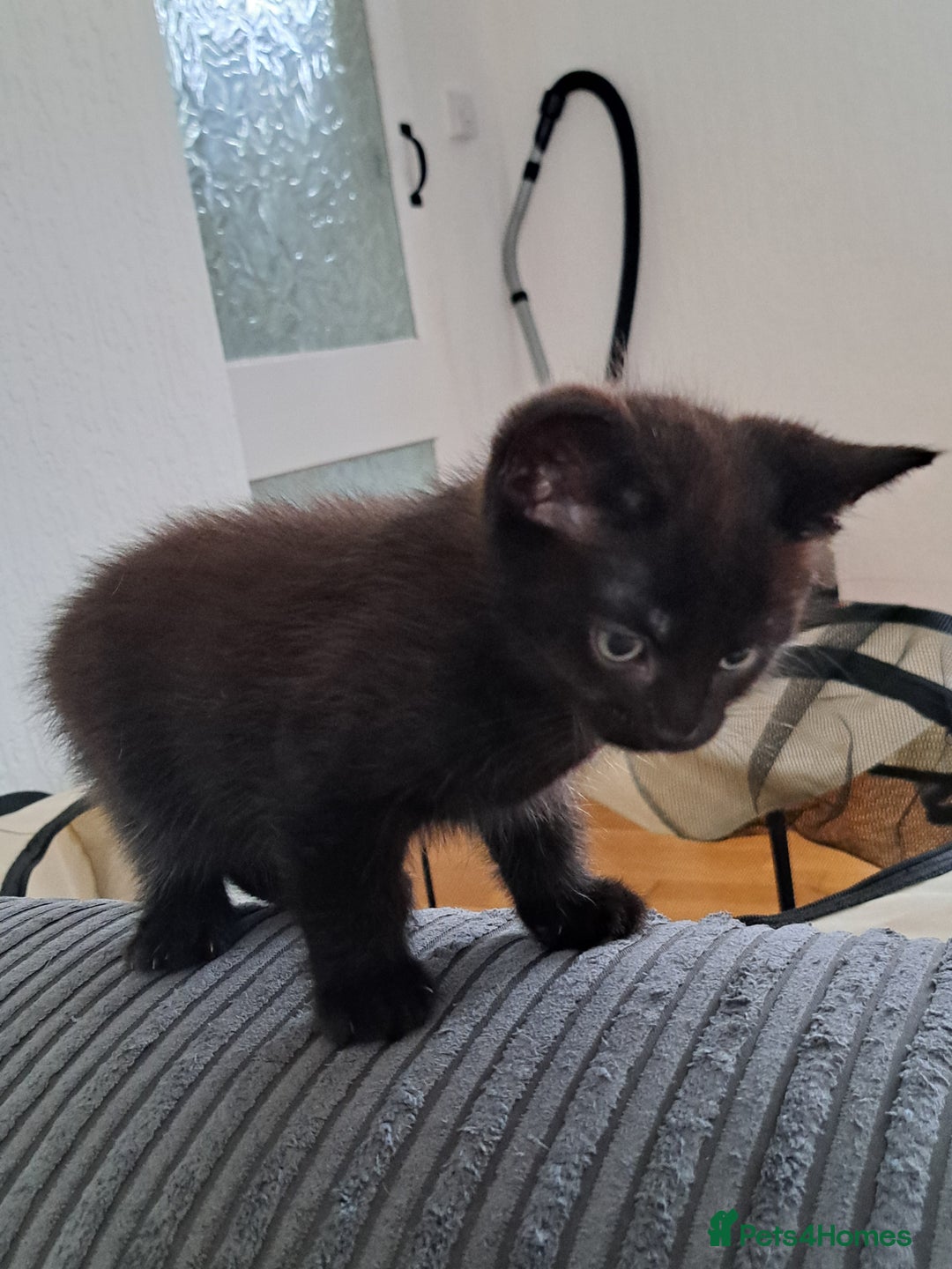 Mixed Breed cats for sale: 2 black kittens  - Image 3