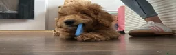 Mixed Breed dogs for sale: Female Cockapoo x maltipoo - Advert 2