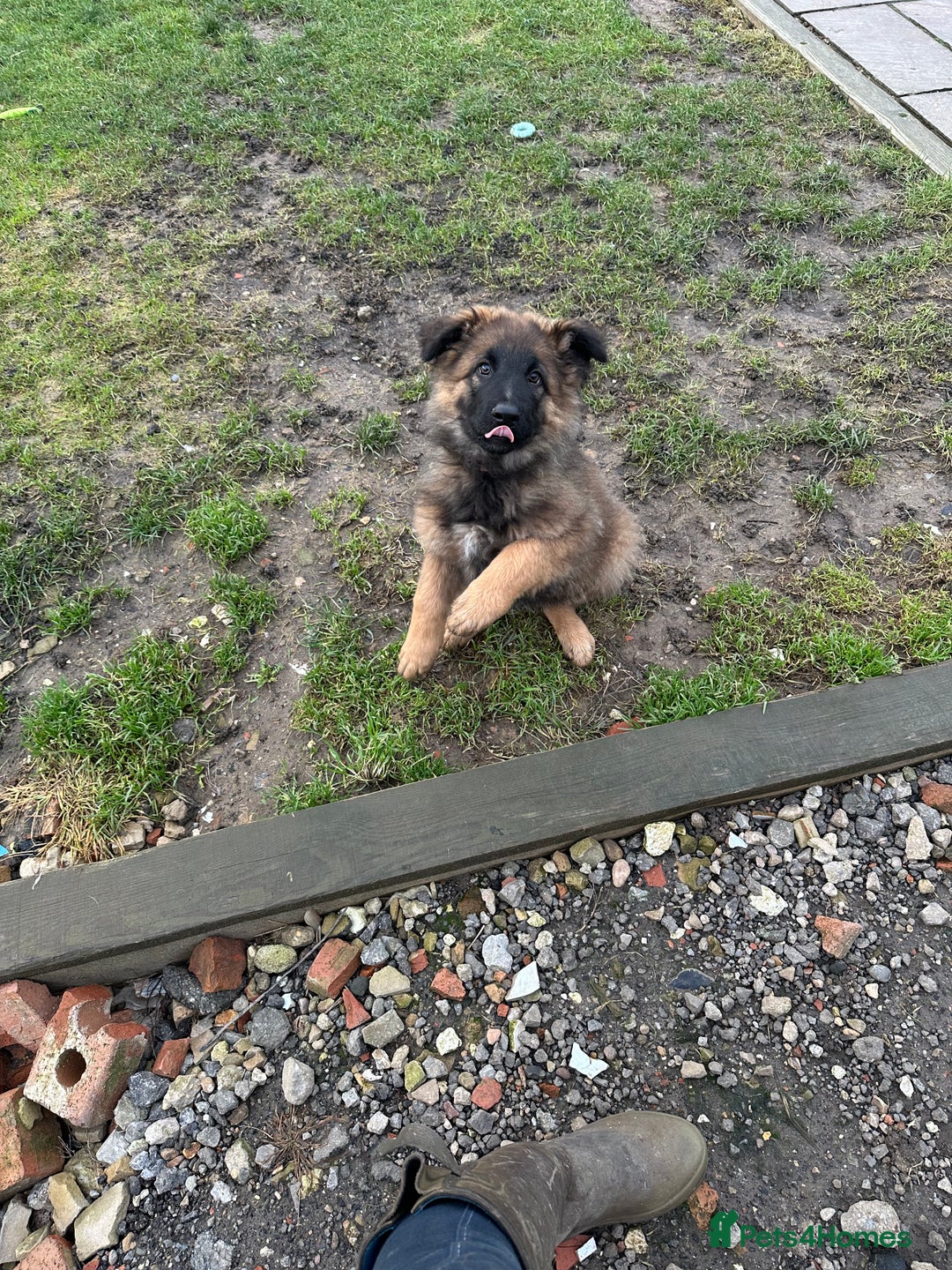 German Shepherd dogs for sale: Beautiful Litter of German Shepherd Puppies - Advert 37