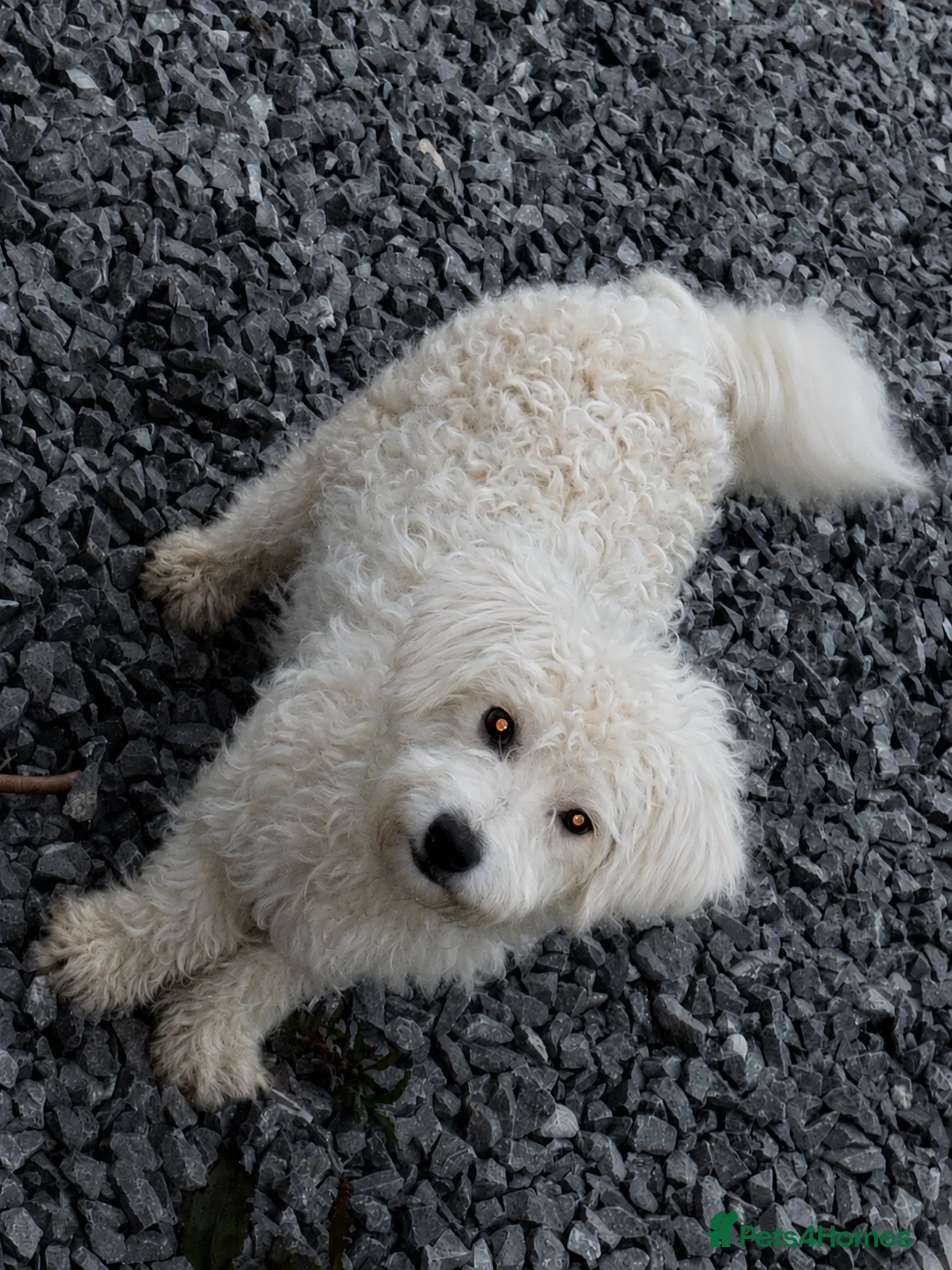 Bichon Frise dogs for sale: 5 Beautiful Bichon Frise Puppies in Swansea - Advert 7
