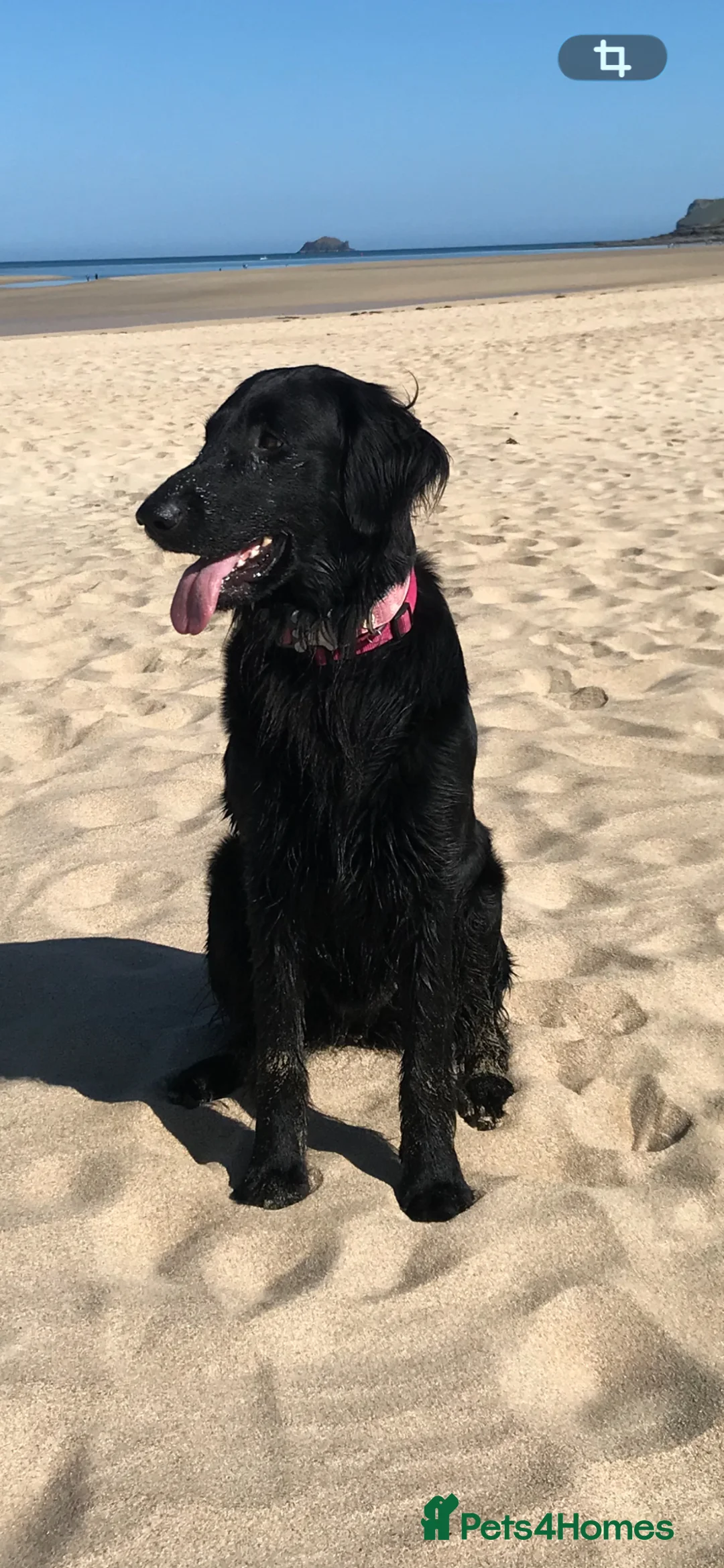 Flat coated Retriever dogs for sale: Gorgeous flat coat retriever puppies. - Advert 1
