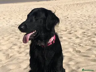 Flat coated Retriever dogs Gorgeous flat coat retriever puppies. - Advert 7