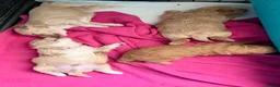 Maltipoo dogs for sale: Maltipoo F1B 🐩🐩🐩🐩 - Advert 13