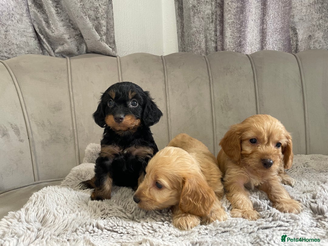 Cockapoo dogs for sale: Cockapoo puppy’s ready Wednesday  - Image 10
