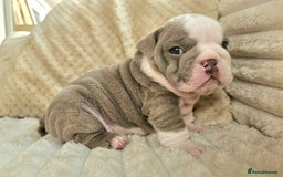 English Bulldog dogs for sale: Outstanding KC English Bulldogs, Top Quality Pups - Image 26