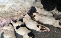 English Springer Spaniel dogs for sale: KC Reg BadgerCourt X Appachi Springer Pups - Image 6