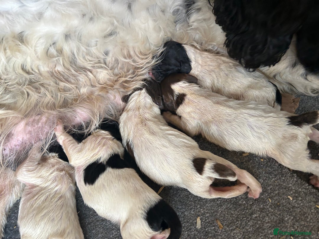 English Springer Spaniel dogs for sale: KC Reg BadgerCourt X Appachi Springer Pups - Image 6