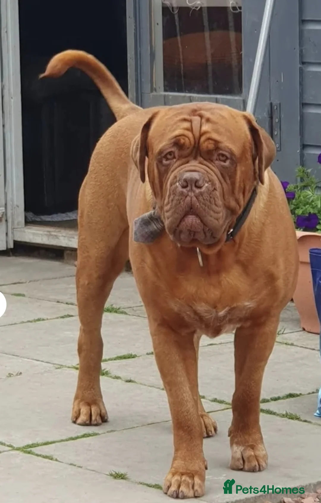 Dogue De Bordeaux dogs for stud: Big Dougie - Advert 7