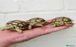 Tortoise reptiles for sale: Baby sulcata Tortioes  - Image 3