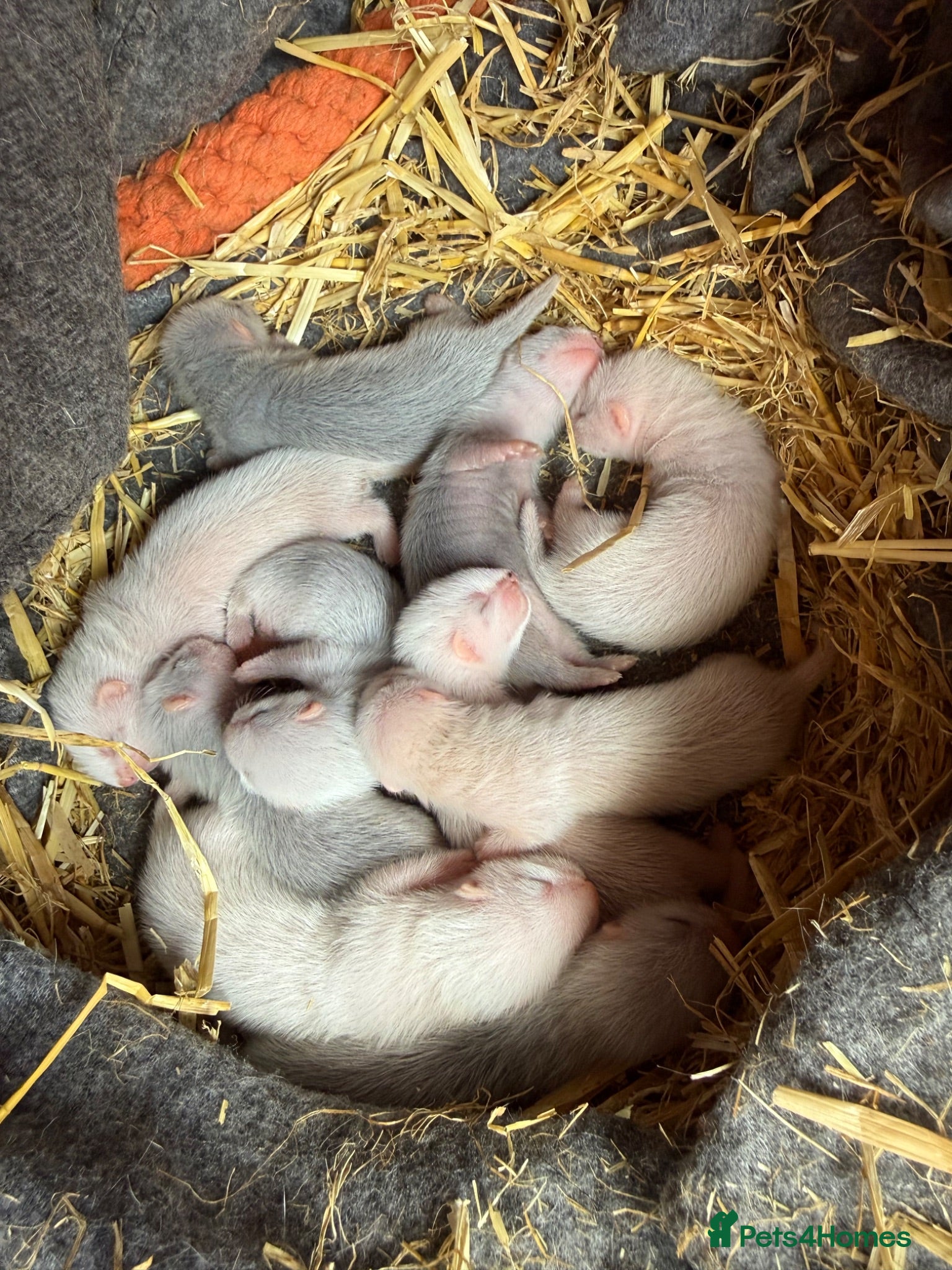 Ferret rodents Micro Ferrets  - Advert 1