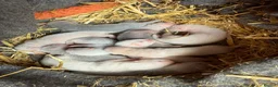 Ferret rodents for sale: Micro Ferrets  in Newent - Advert 1