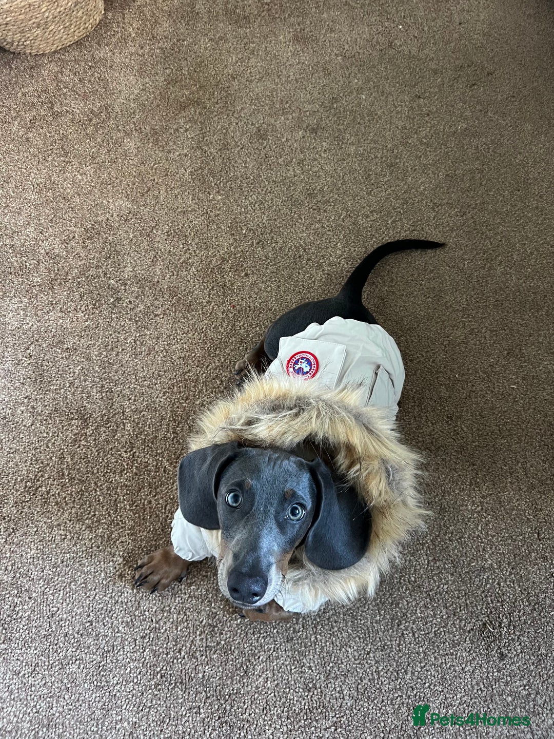 Dachshund dogs for sale: Grey and Tan Male Dachshund 17 months old - Advert 5