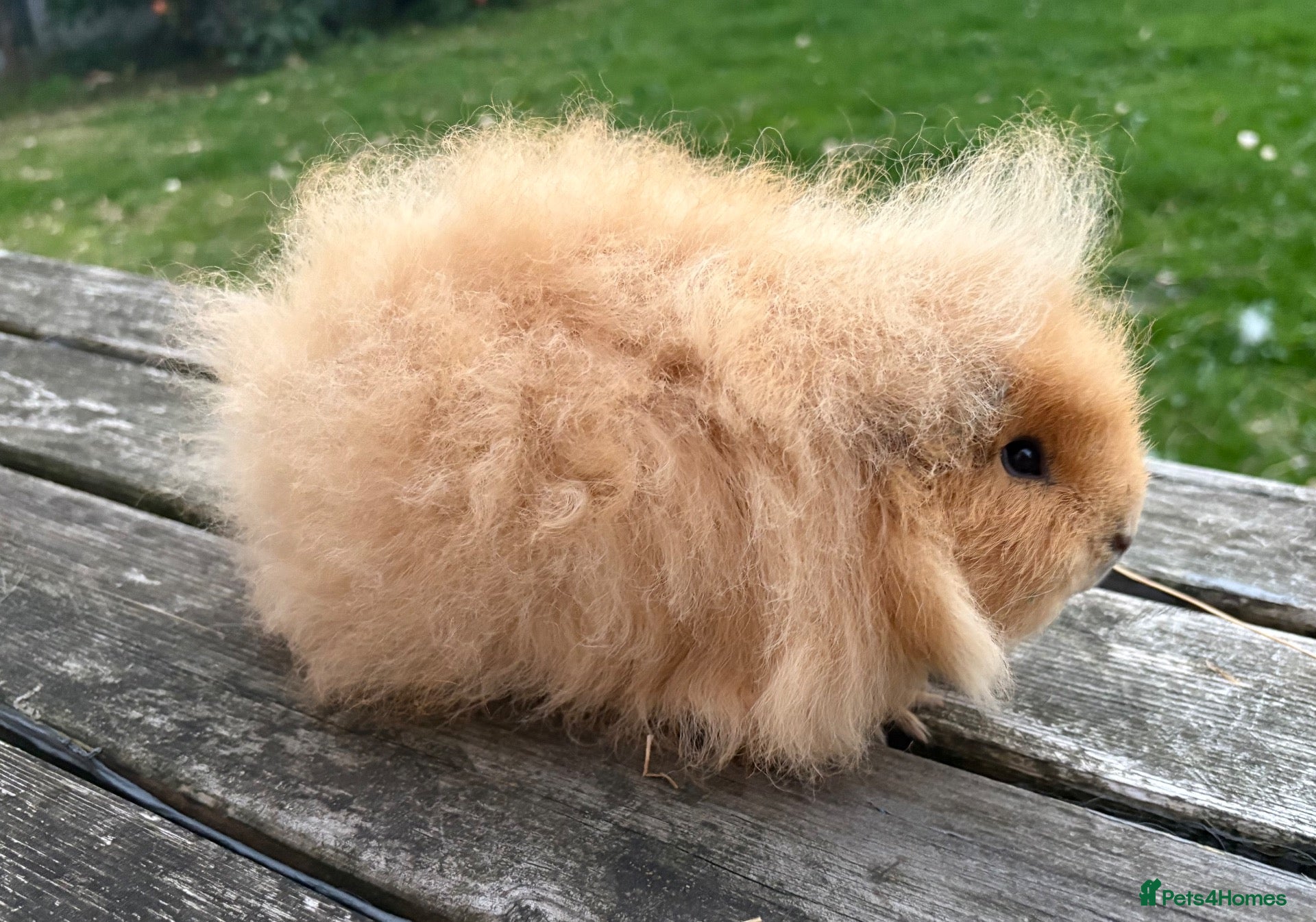 Guinea Pig rodents Beautiful Swiss & pet guinea pig sows - Advert 2