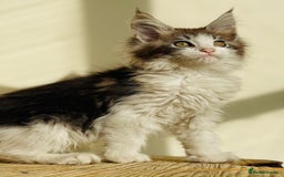 Maine Coon cats for sale: Beautiful pure bread maine coon kittens  - Image 27
