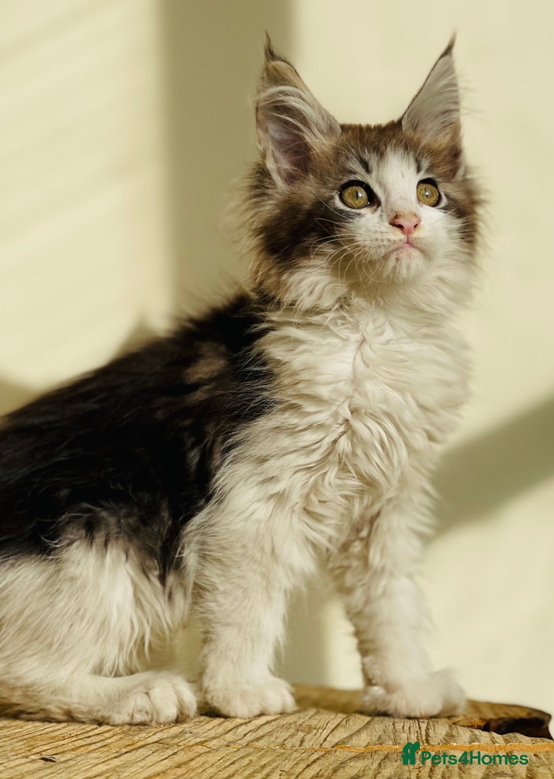 Maine Coon cats for sale: Beautiful pure bread maine coon kittens  - Image 27