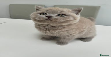 British Shorthair cats - Advert 1