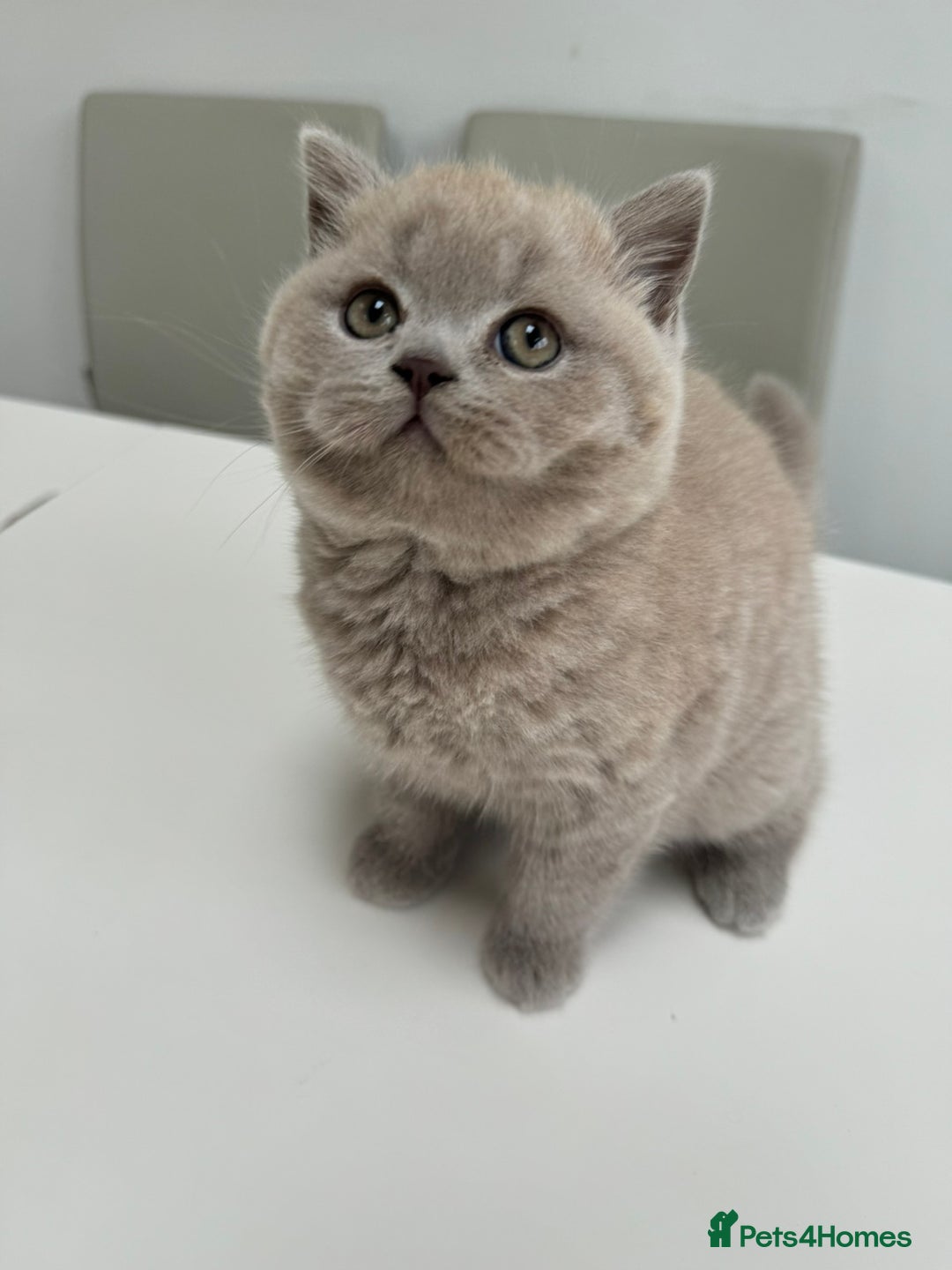 British Shorthair cats for sale: 1 Beautiful British short lilac colour - Image 2