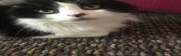 Mixed Breed cats for sale: Indoor brothers in Kilmarnock - Advert 6