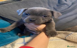 Staffordshire Bull Terrier dogs for sale: Amazing litter of blue staff pups ready to go  - Image 4