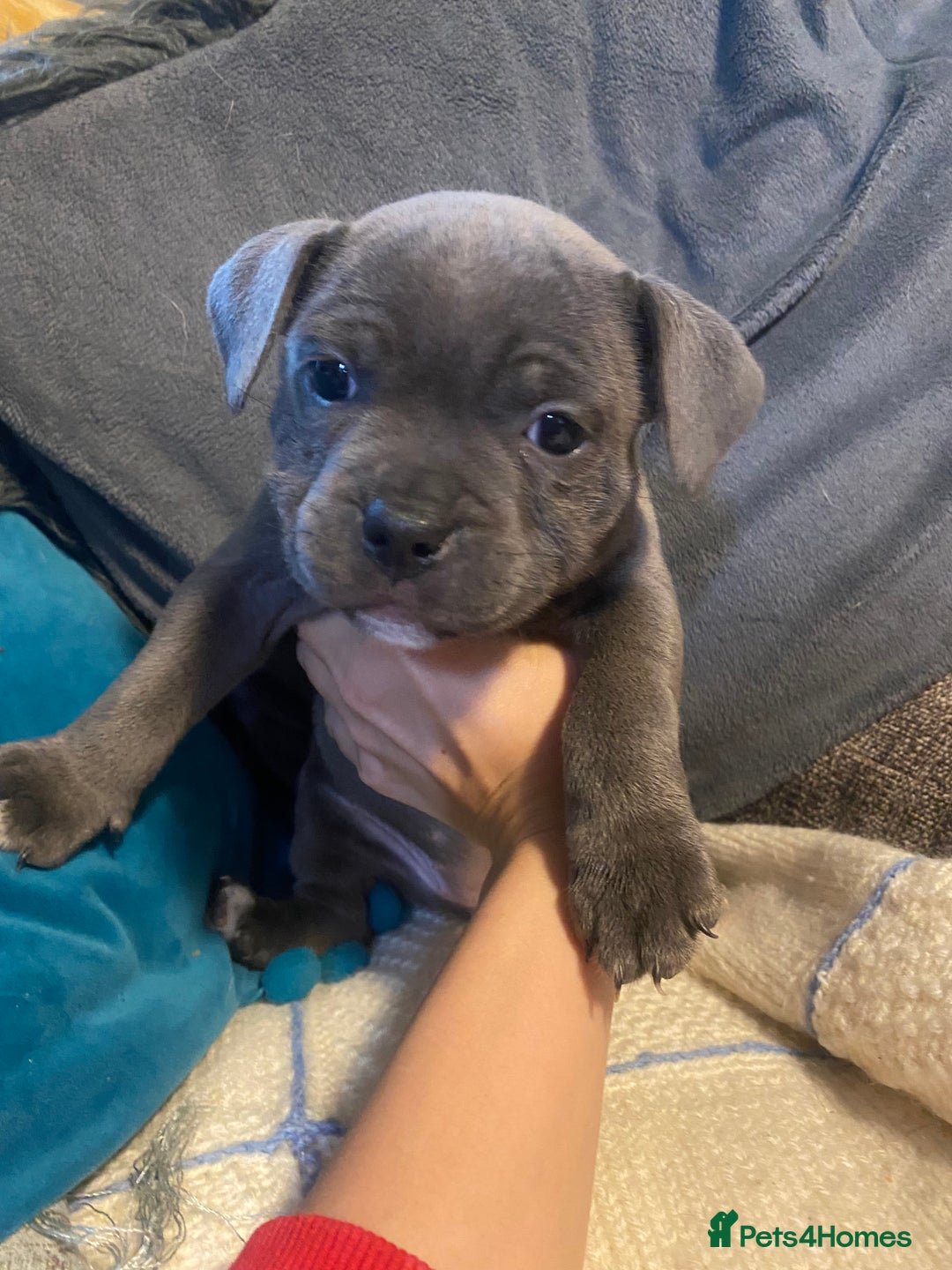 Staffordshire Bull Terrier dogs for sale: Amazing litter of blue staff pups ready to go  - Image 4