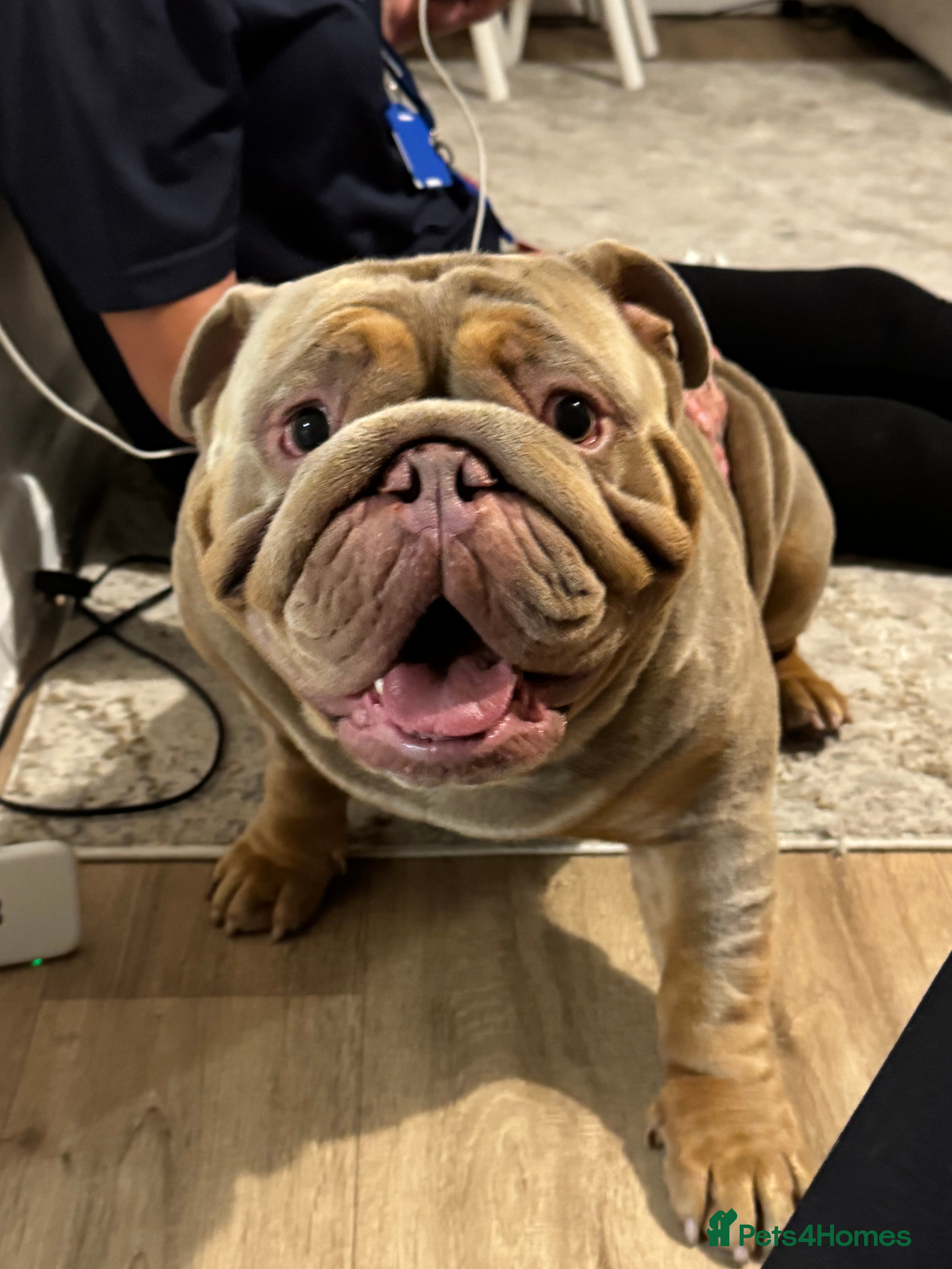 English Bulldog dogs English Bulldog (Stud) - Advert 1